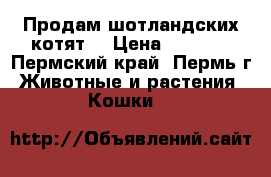 Продам шотландских котят  › Цена ­ 5 000 - Пермский край, Пермь г. Животные и растения » Кошки   